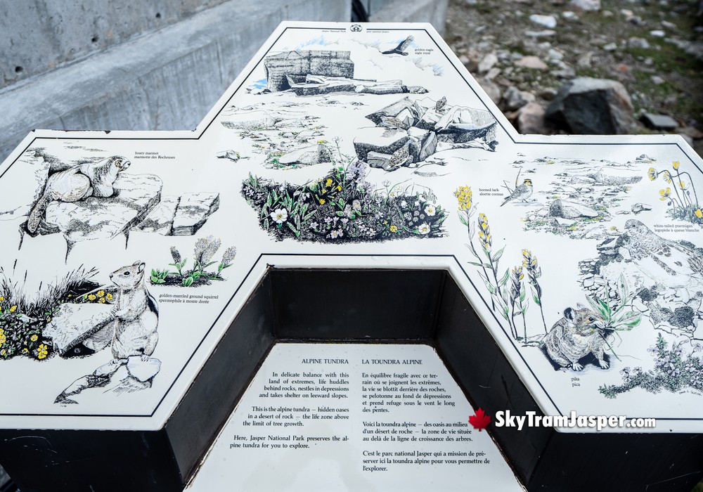 Delicate Alpine Tundra