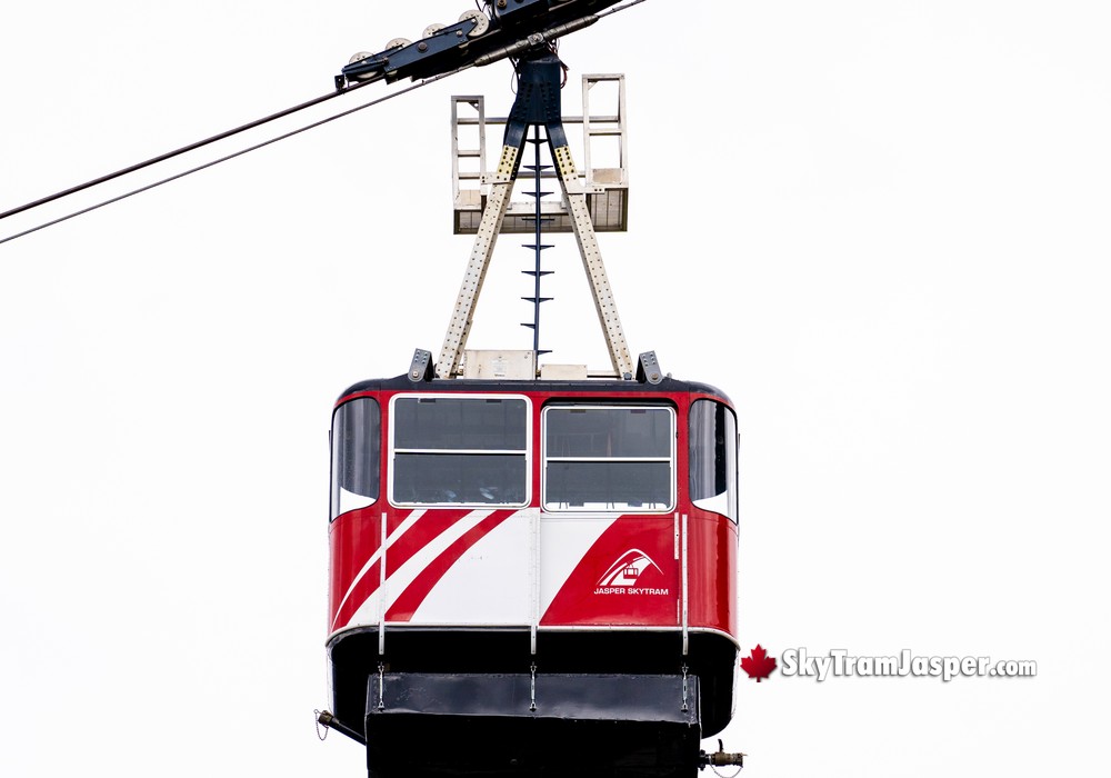About the Trams